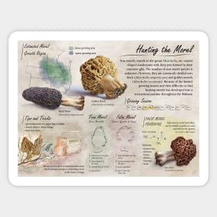 Morel Informational Poster Sticker